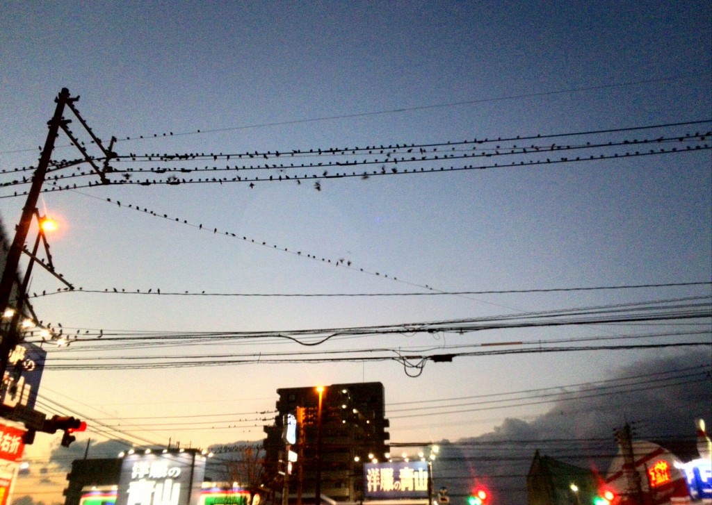 電線に鳥がとまっている