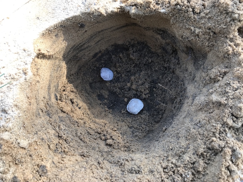 穴を掘って固形肥料を入れます。